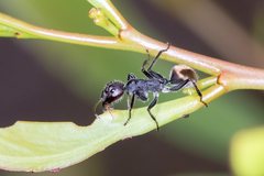 Camponotus suffusus