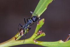 Camponotus suffusus