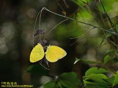 Eurema blanda arsakia
