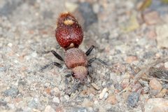 Ephutomorpha ferruginata