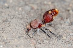 Ephutomorpha ferruginata