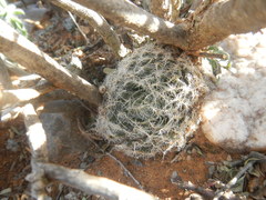 Haworthia
