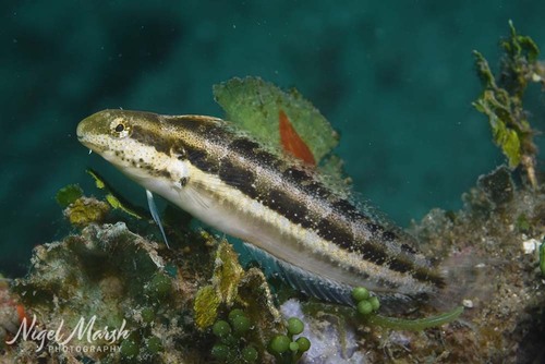 Shorthead Sabretooth Blenny