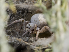 Stegodyphus lineatus