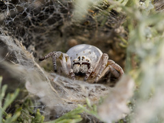 Stegodyphus lineatus