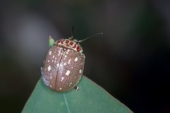 Paropsis geographica