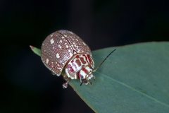 Paropsis geographica