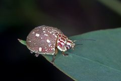 Paropsis geographica