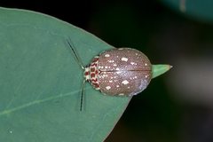 Paropsis geographica