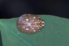 Paropsis geographica