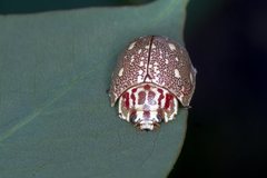 Paropsis geographica