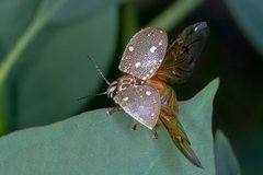 Paropsis geographica