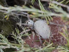 Stegodyphus lineatus