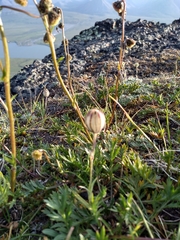 Silene uralensis
