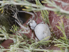 Stegodyphus lineatus