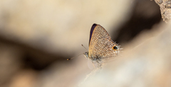 Anthene suquala