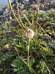 Silene uralensis