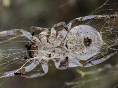 Stegodyphus lineatus