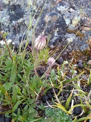 Silene uralensis