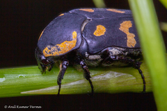 Clinteria klugi