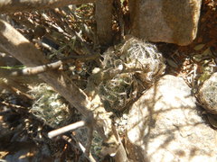 Haworthia