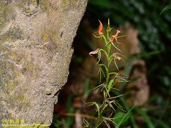 Cryptostylis arachnites
