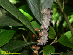 Lebeda nobilis