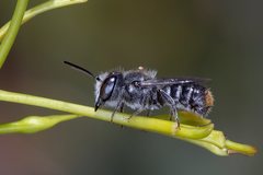 Megachile canifrons