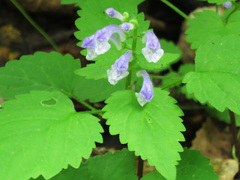 Scutellaria dentata