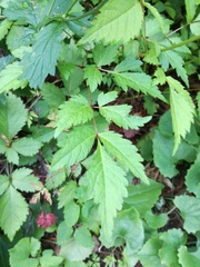 Astilbe japonica