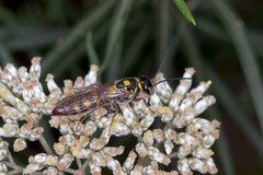 Agriomyia