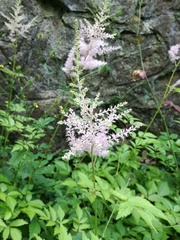 Astilbe japonica