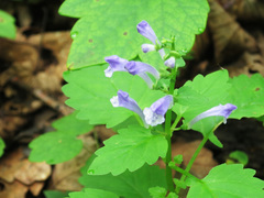 Scutellaria dentata