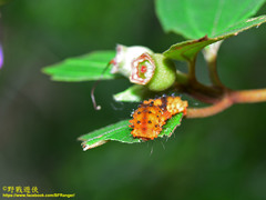 Eterusia aedea formosana