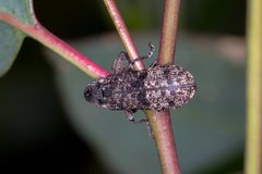 Isacantha dermestiventris