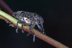 Isacantha dermestiventris