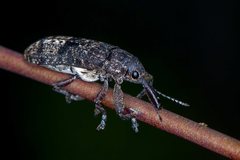 Isacantha dermestiventris