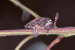 Oxyops fasciatus