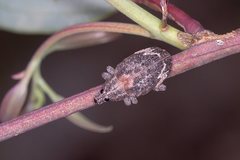 Oxyops fasciatus