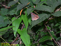 Dodona formosana
