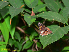 Dodona formosana