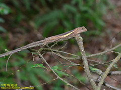 Diploderma polygonatum xanthostomum