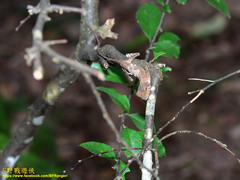 Diploderma polygonatum xanthostomum