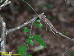 Diploderma polygonatum xanthostomum