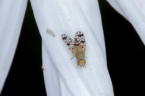 Spiny Cocklebur Fruit Fly