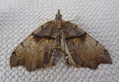 Chalastra pellurgata