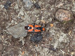 Melanerythrus mactans