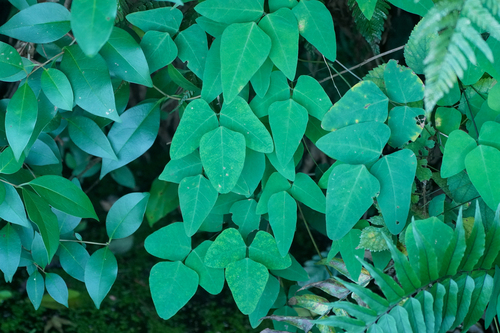 Image of Bijindo Bean (Dumasia truncata) by (c) WATANABE Hitoshi 渡辺仁, some rights reserved (CC BY)