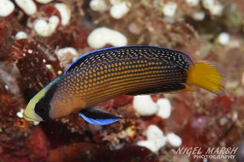 Splendid Dottyback — seen at this dive site