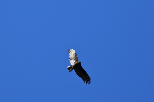 Turkey Vulture photographed in West Virginia